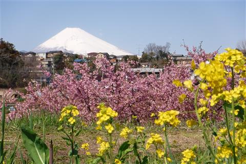 かんなみの桜（イメージ）